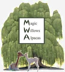 Magic willows alpavas